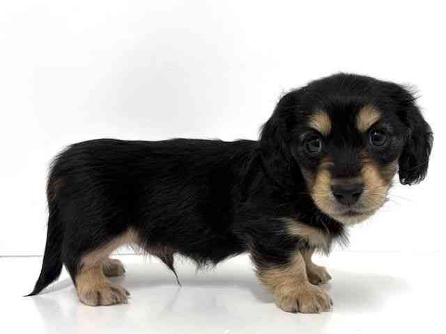 大阪府のミニチュアダックスフンド(ロング) (ひごペットフレンドリーベルファⅡ都島店/2025年11月28日生まれ/男の子/ブラックタン)の子犬の2枚目の画像