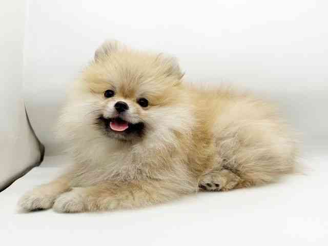 兵庫県のポメラニアン (ひごペットフレンドリーコロワ甲子園店/2025年11月27日生まれ/女の子/オレンジ)の子犬の2枚目の画像