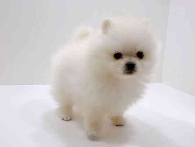 広島県のポメラニアン (ひごペットフレンドリーフジグラン神辺店/2025年11月27日生まれ/男の子/ホワイト)の子犬の2枚目の画像