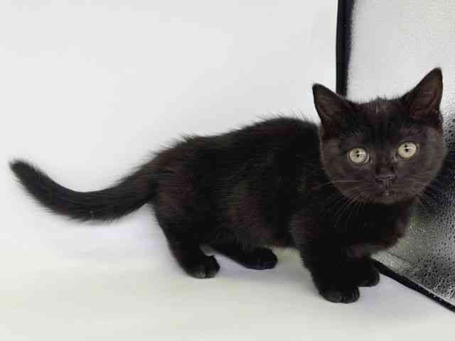 大阪府のマンチカン (ひごペットフレンドリー瓜破店/2025年11月27日生まれ/女の子/ブラック)の子猫の2枚目の画像