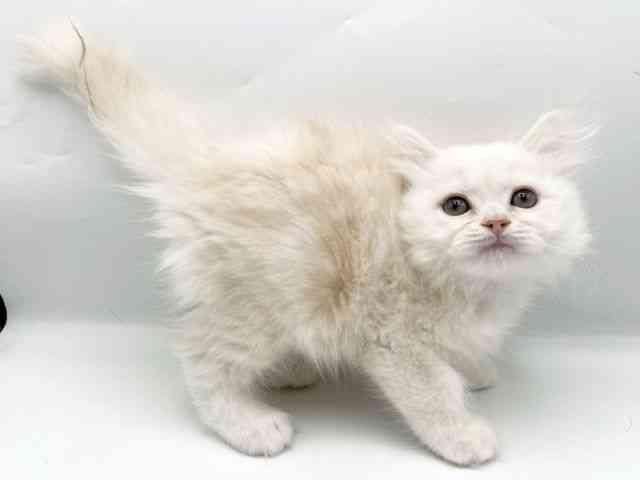 奈良県のミヌエット (ひごペットフレンドリートナリエ大和高田店/2025年11月29日生まれ/男の子/クリームタビーホワイト)の子猫の2枚目の画像