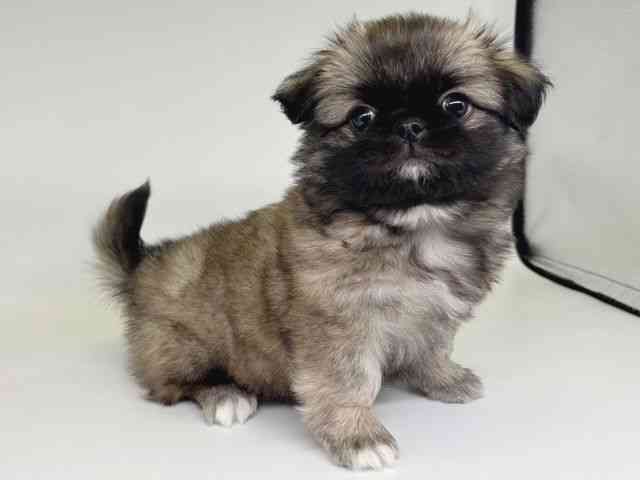 大阪府のチワペキ/ペキチー/ペキチワ(チワワ×ペキニーズ) (ひごペットフレンドリー瓜破店/2025年11月26日生まれ/男の子/フォーン)の子犬の2枚目の画像