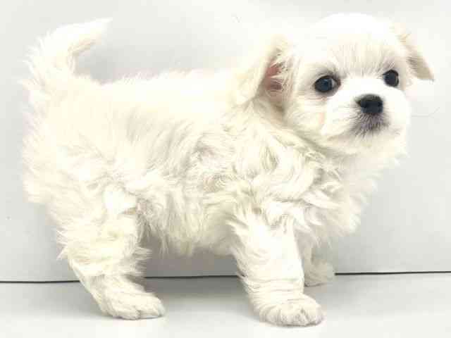 兵庫県のハーフ犬・ミックス犬 (ひごペットフレンドリークラウンパーク伊丹店/2025年11月26日生まれ/男の子/ホワイト)の子犬の2枚目の画像