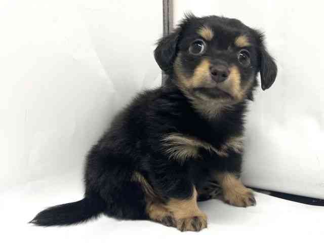 京都府のチワックス(チワワ×ダックス) (ひごペットフレンドリー京都店/2025年11月29日生まれ/女の子/ブラックタン)の子犬の2枚目の画像