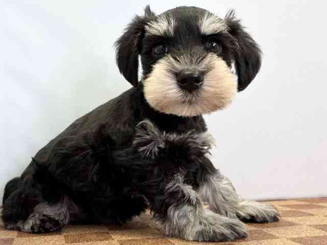 愛媛県のミニチュアシュナウザー (ひごペットフレンドリーエミフルMASAKI店/2025年11月30日生まれ/男の子/ブラックシルバー)の子犬の2枚目の画像