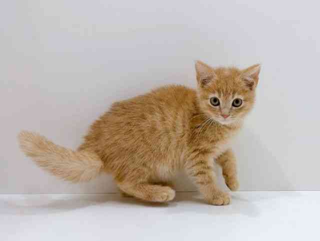 広島県のスコティッシュフォールド (ひごペットフレンドリーフジグラン神辺店/2025年11月25日生まれ/男の子/クリームタビー)の子猫の2枚目の画像