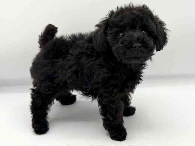 大阪府のトイプードル(トイ) (ひごペットフレンドリーららぽーとEXPOCITY店/2025年11月30日生まれ/女の子/ブラック)の子犬の2枚目の画像