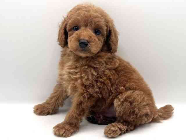 京都府のトイプードル(トイ) (ひごペットフレンドリーイオンモール高の原店/2025年11月30日生まれ/男の子/レッド)の子犬の2枚目の画像