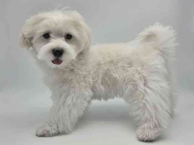 島根県のマルチーズ (ひごペットフレンドリーイオンモール出雲店/2025年11月29日生まれ/男の子/ホワイト)の子犬の2枚目の画像