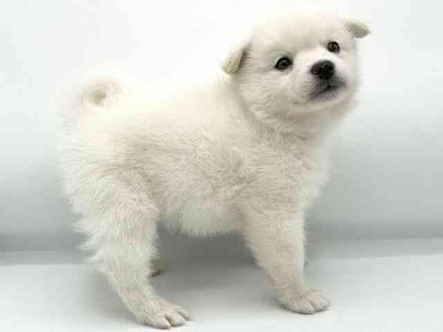 大阪府のポメ柴/豆ポメ/ポメ豆柴(ポメラニアン×柴犬) (ひごペットフレンドリーららぽーとEXPOCITY店/2025年11月28日生まれ/男の子/クリーム)の子犬の2枚目の画像