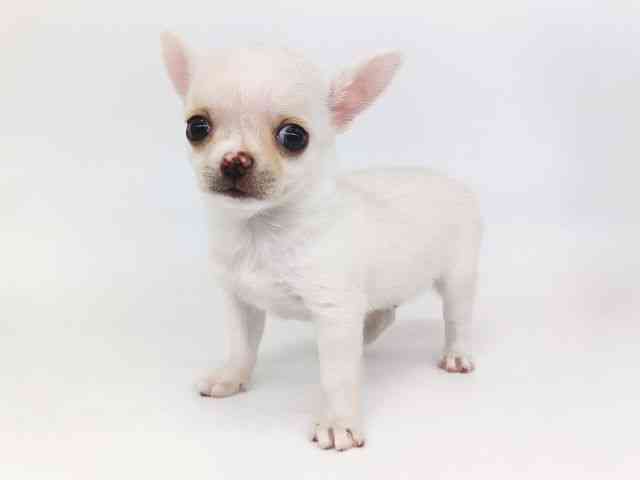 大阪府のチワワ(スムース) (ひごペットフレンドリー泉ヶ丘店/2025年11月29日生まれ/男の子/ホワイト)の子犬の2枚目の画像