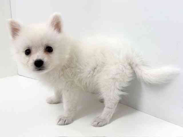 大阪府の日本スピッツ (ひごペットフレンドリーベルファⅡ都島店/2025年12月1日生まれ/男の子/ホワイト)の子犬の2枚目の画像