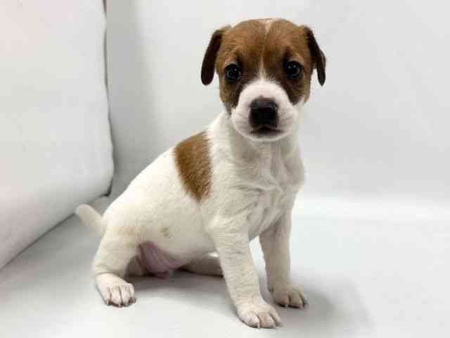 京都府のジャックラッセルテリア (ひごペットフレンドリー京都店/2025年11月30日生まれ/女の子/ホワイトタン)の子犬の2枚目の画像