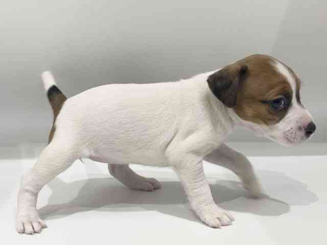 愛知県のジャックラッセルテリア (ひごペットフレンドリーヴィアモール アピタ江南西店/2025年11月30日生まれ/女の子/ホワイトタン)の子犬の2枚目の画像