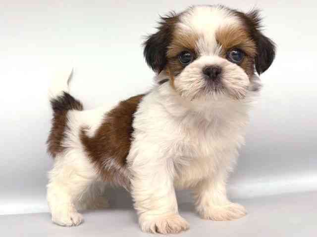 大阪府のシーズー (ひごペットフレンドリー岸和田店/2025年12月1日生まれ/男の子/ゴールドホワイト)の子犬の2枚目の画像