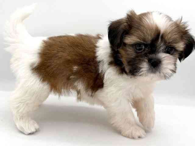 大阪府のシーズー (ひごペットフレンドリーイオンそよら海老江店/2025年12月1日生まれ/男の子/ゴールドホワイト)の子犬の2枚目の画像