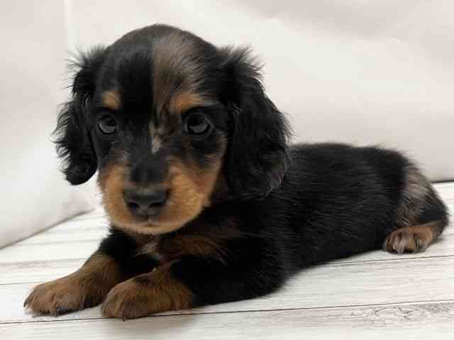 和歌山県のミニチュアダックスフンド(ロング) (ひごペットフレンドリーパームシティ和歌山店/2025年12月1日生まれ/女の子/シルバーダップル)の子犬の2枚目の画像