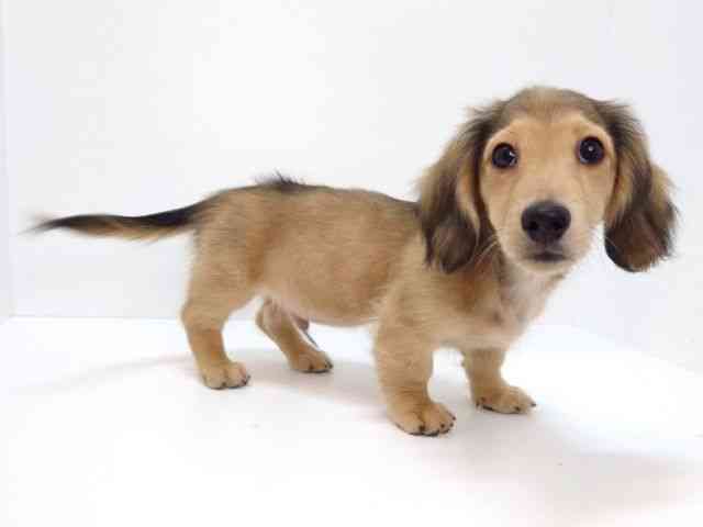 大阪府のミニチュアダックスフンド(ロング) (ひごペットフレンドリーいこらもーる泉佐野店/2025年12月1日生まれ/男の子/レッド)の子犬の2枚目の画像