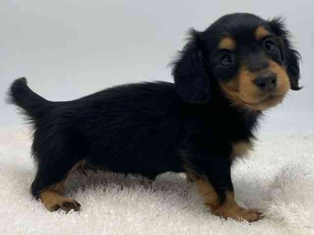 島根県のミニチュアダックスフンド(ロング) (ひごペットフレンドリーイオンモール出雲店/2025年12月1日生まれ/女の子/ブラックタン)の子犬の2枚目の画像