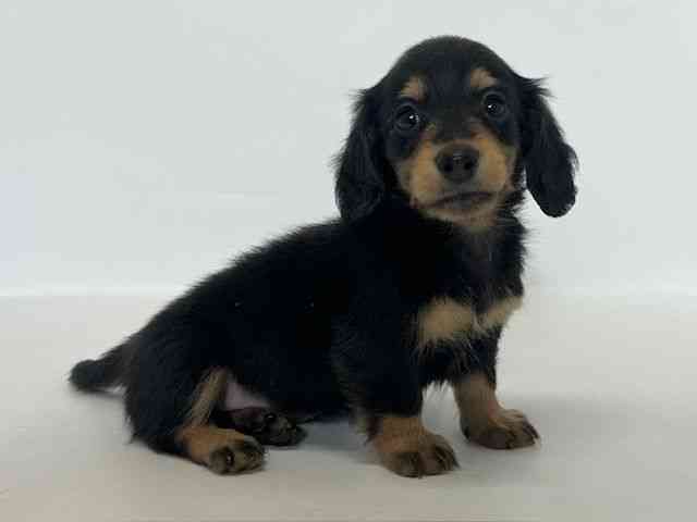 大阪府のミニチュアダックスフンド(ロング) (ひごペットフレンドリーアクロスプラザ住之江店/2025年12月1日生まれ/女の子/ブラックタン)の子犬の2枚目の画像