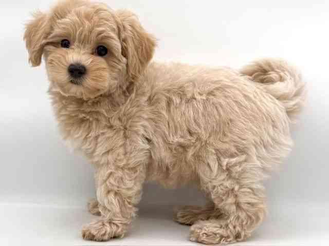 大阪府のマルプー(マルチーズ×プードル) (ひごペットフレンドリーイオンそよら海老江店/2025年11月29日生まれ/女の子/クリーム)の子犬の2枚目の画像