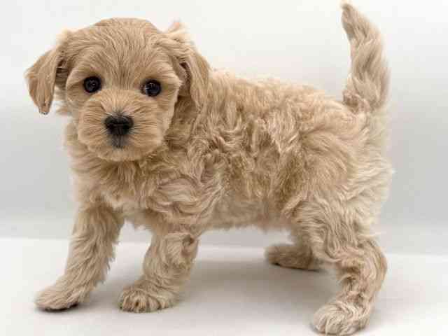 大阪府のマルプー(マルチーズ×プードル) (ひごペットフレンドリーイオンそよら海老江店/2025年11月29日生まれ/女の子/クリーム)の子犬の2枚目の画像