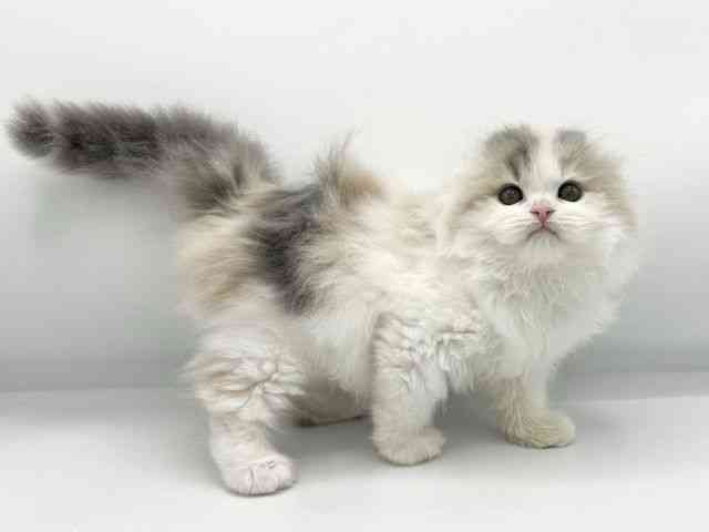 大阪府のスコティッシュフォールド (ひごペットフレンドリーららぽーとEXPOCITY店/2025年11月23日生まれ/女の子/ブルーパッチドタビーホワイト)の子猫の2枚目の画像