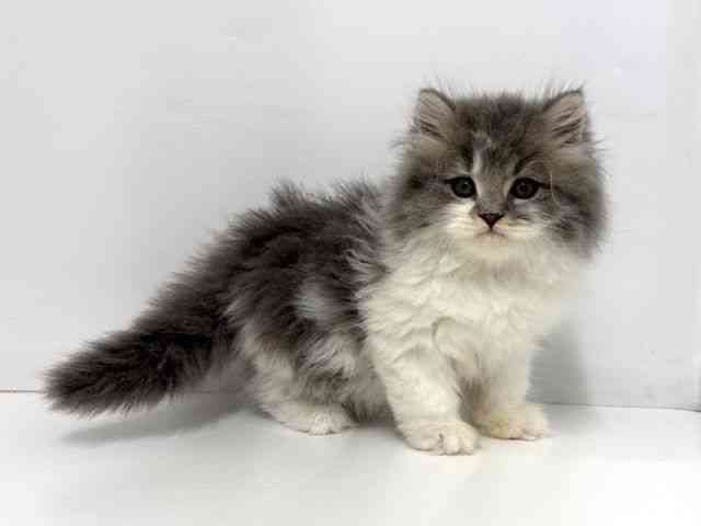 大阪府のスコティッシュフォールド (ひごペットフレンドリーベルファⅡ都島店/2025年11月23日生まれ/男の子/ブルータビーホワイト)の子猫の2枚目の画像