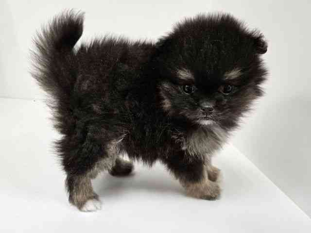 愛知県のポメズー/ポメシーズ(ポメラニアン×シーズー) (ひごペットフレンドリーイトーヨーカドー知多店/2025年11月30日生まれ/女の子/ブラック)の子犬の2枚目の画像