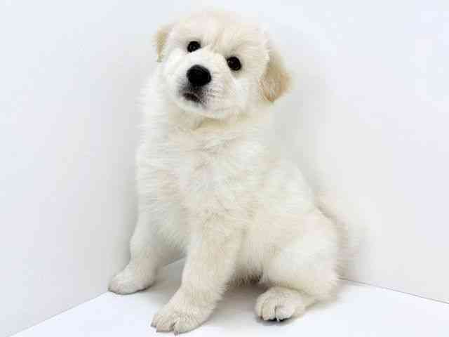 大阪府のハーフ犬・ミックス犬 (ひごペットフレンドリーいこらもーる泉佐野店/2025年11月29日生まれ/女の子/クリーム)の子犬の2枚目の画像