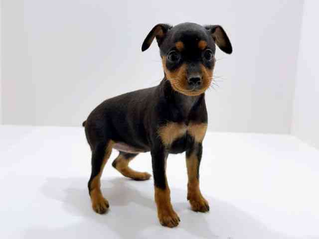 広島県のミニチュアピンシャー (ひごペットフレンドリーフジグラン神辺店/2025年11月29日生まれ/女の子/ブラックタン)の子犬の2枚目の画像