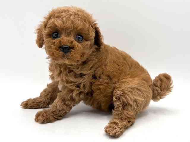 奈良県のトイプードル(トイ) (ひごペットフレンドリー田原本店/2025年11月25日生まれ/女の子/レッド)の子犬の2枚目の画像