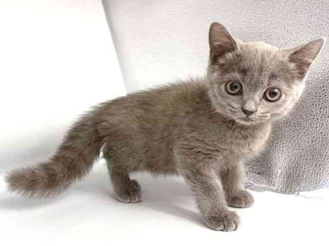 大阪府のブリティッシュショートヘアー (ひごペットフレンドリー岸和田店/2025年11月29日生まれ/男の子/ブルー)の子猫の2枚目の画像