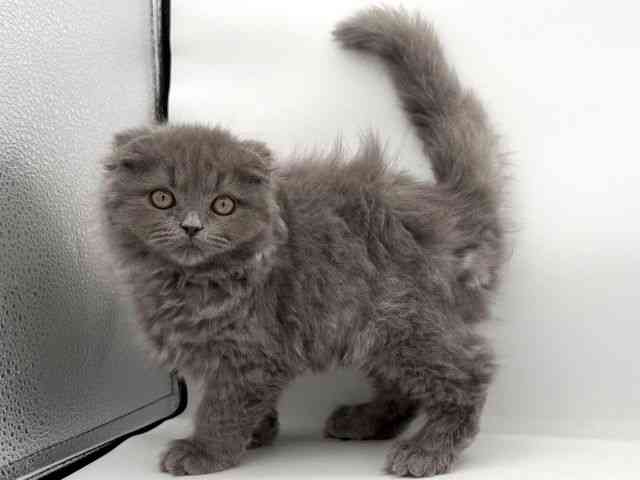 大阪府のスコティッシュフォールド (ひごペットフレンドリーイオンそよら海老江店/2025年11月15日生まれ/女の子/ブルー)の子猫の2枚目の画像