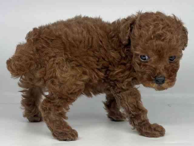 徳島県のトイプードル(トイ) (ひごペットフレンドリーゆめタウン徳島店/2025年11月30日生まれ/女の子/レッド)の子犬の2枚目の画像