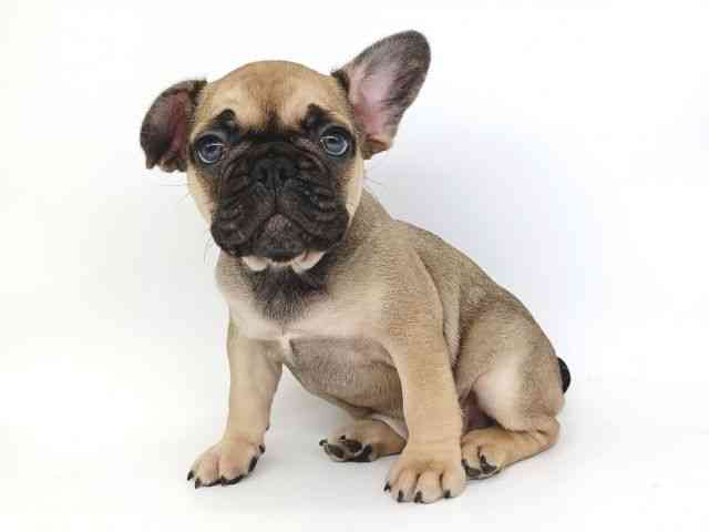 大阪府のフレンチブルドッグ (ひごペットフレンドリー泉ヶ丘店/2025年11月28日生まれ/男の子/フォーンブラックマスク)の子犬の2枚目の画像