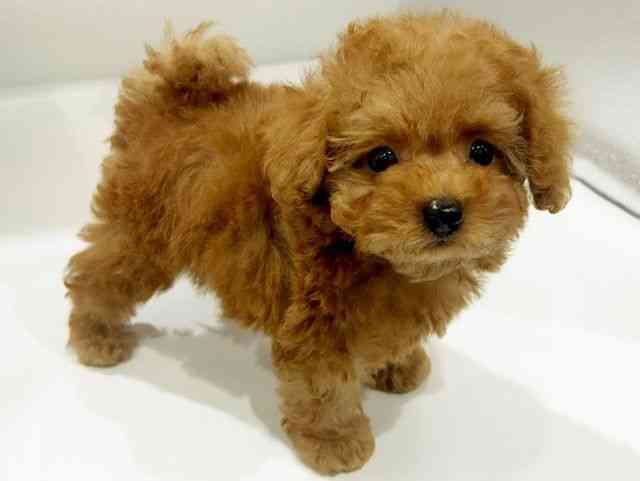 大阪府のトイプードル(トイ) (ひごペットフレンドリーイオンタウン豊中庄内店/2025年11月30日生まれ/男の子/レッド)の子犬の2枚目の画像