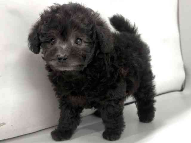 京都府のトイプードル(トイ) (ひごペットフレンドリー京都店/2025年11月30日生まれ/男の子/シルバー)の子犬の2枚目の画像