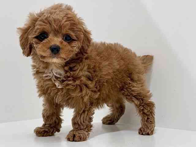 奈良県のトイプードル(トイ) (ひごペットフレンドリーイオンモール橿原ウエスト・ビレッジ店/2025年11月30日生まれ/女の子/レッドフォーン)の子犬の2枚目の画像