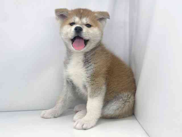 兵庫県の秋田犬 (ひごペットフレンドリーイオンタウン加古川店/2025年11月30日生まれ/女の子/赤)の子犬の2枚目の画像