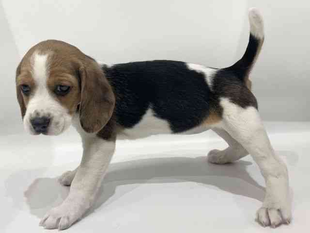愛知県のビーグル (ひごペットフレンドリーヴィアモール アピタ江南西店/2025年11月27日生まれ/女の子/ブラックタンホワイト)の子犬の2枚目の画像