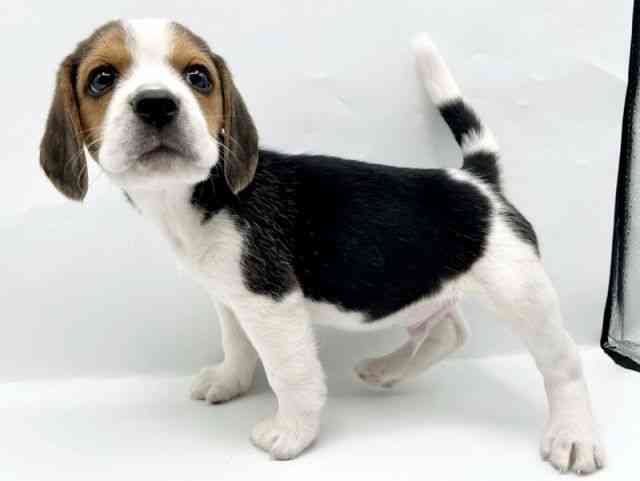 奈良県のビーグル (ひごペットフレンドリートナリエ大和高田店/2025年11月27日生まれ/男の子/ブラックタンホワイト)の子犬の2枚目の画像