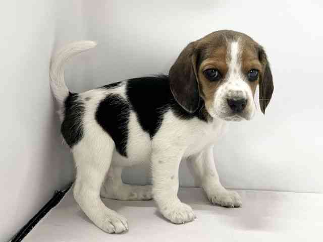 愛媛県のビーグル (ひごペットフレンドリーイオンモール今治新都市店/2025年11月27日生まれ/男の子/ブラックタンホワイト)の子犬の2枚目の画像