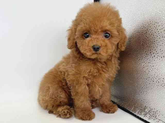 大阪府のトイプードル(トイ) (ひごペットフレンドリー瓜破店/2025年11月27日生まれ/男の子/レッド)の子犬の2枚目の画像