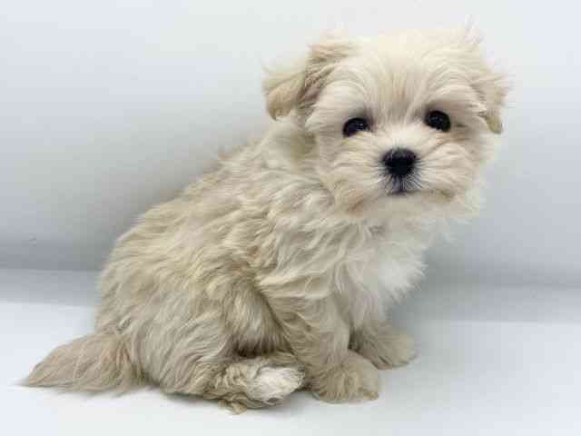 大阪府のマルプー(マルチーズ×プードル) (ひごペットフレンドリーららぽーとEXPOCITY店/2025年12月1日生まれ/女の子/クリーム)の子犬の2枚目の画像
