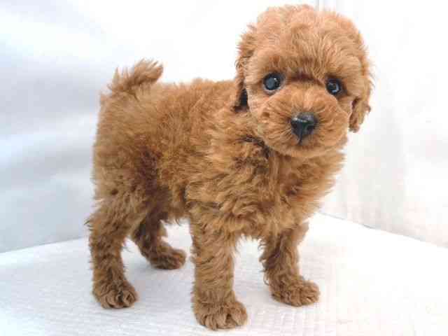 大阪府のトイプードル(トイ) (ひごペットフレンドリー堺プラットプラット店/2025年11月28日生まれ/男の子/アプリコット)の子犬の2枚目の画像