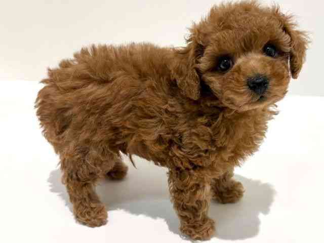 大阪府のトイプードル(トイ) (ひごペットフレンドリーイオン高槻店/2025年11月28日生まれ/男の子/アプリコット)の子犬の2枚目の画像