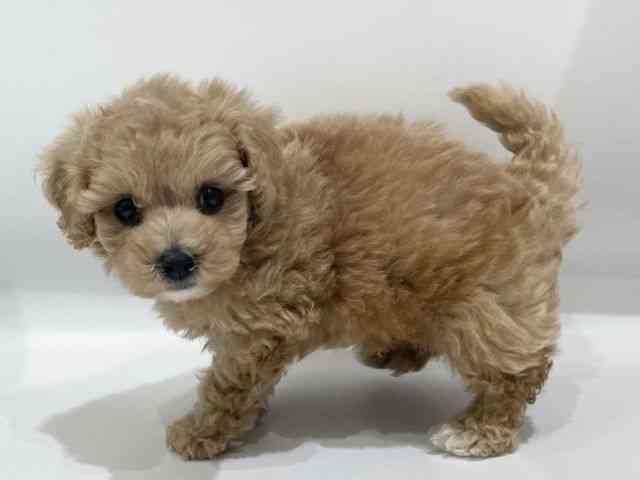 愛知県のビションプー(ビションフリーゼ×プードル) (ひごペットフレンドリーヴィアモール アピタ江南西店/2025年11月30日生まれ/男の子/アプリコット)の子犬の2枚目の画像