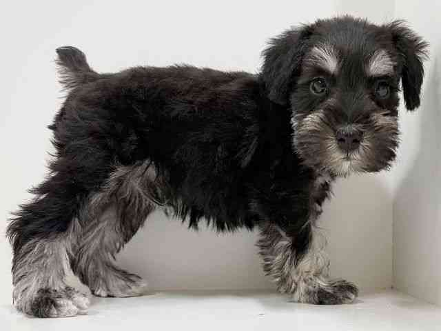 奈良県のミニチュアシュナウザー (ひごペットフレンドリーイオンモール橿原ウエスト・ビレッジ店/2025年11月30日生まれ/男の子/ブラックシルバー)の子犬の2枚目の画像