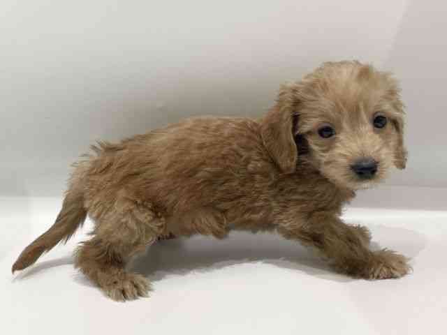 愛知県のダップー(ダックス×プードル) (ひごペットフレンドリーヴィアモール アピタ江南西店/2025年11月30日生まれ/女の子/アプリコットホワイト)の子犬の2枚目の画像